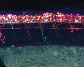 A zebrafish spinal cord, which shows multicolor motor neurons and their axons projecting from the zebrafish spinal cord. A red lateral li...
