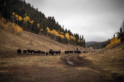 Cattle wandering in the Montana valley.