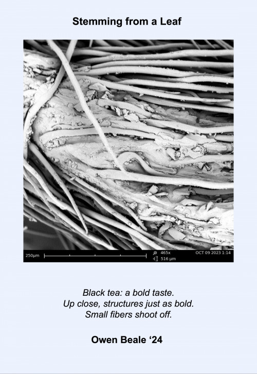 Black and white microscopic image with a haiku: Black tea: a bold taste./Up close, structures just as bold./Small fibers shoot off.