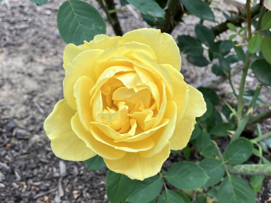 Close up of a yellow rose.