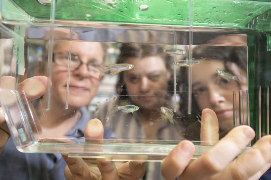 An up-close look at the lab's zebrafish, with Associate Professor Tamily Weissman, Celeste Jongeneelen BA '23, and Gila Winefel...